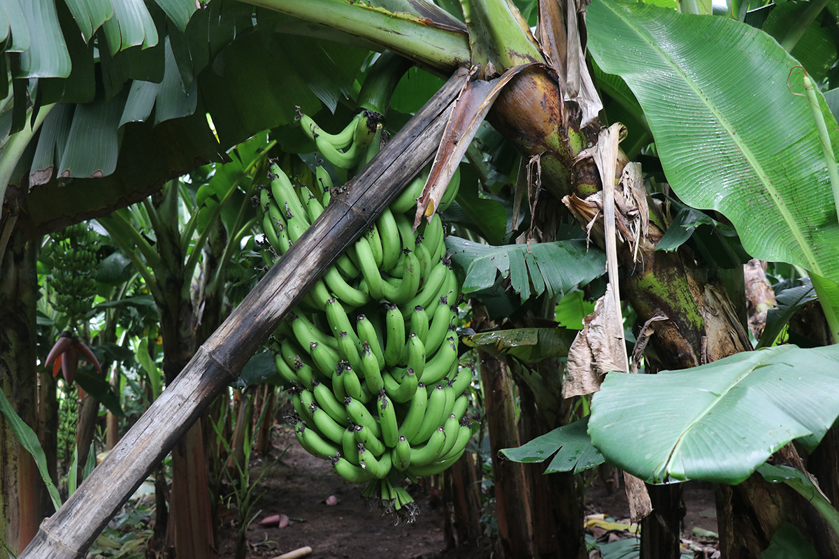 https://www.setopati.com/uploads/shares/2020/sujita/bananna kheti/banana kheti (1).jpg